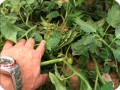 17 Growboxx plant cocoon in Ensendada Mexico with tomatoes June 15 2018