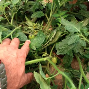 17 Growboxx plant cocoon in Ensendada Mexico with tomatoes June 15 2018