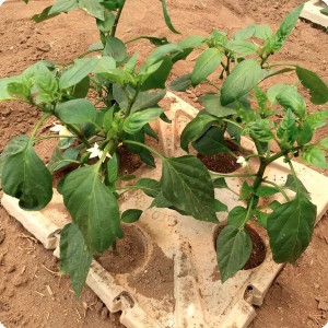 18 Growboxx plant cocoon in Ensenada Mexico with yellow pepper  chile guero  June 15 2018