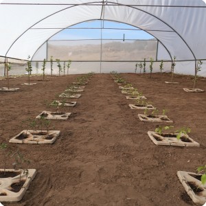 1 Growboxx plant cocoon in Ensenada Mexico planted in a simple plastic tunnel April 24 2018 avg night temp 11 degrees Celsius