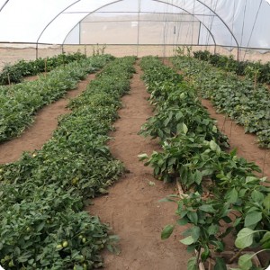 20 Growboxx plant cocoon Ensenada Mexico in a simple plastic tunnel with trees in combination with vegetbales   or with vegetables only July 24 2018