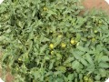 21 Growboxx plant cocoon in Ensenada Mexico with tomatoes July 24 2018