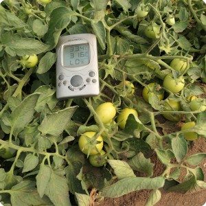22 Growboxx plant cocoon in Ensenada Mexico with  tomatoes and thermometer  33.4 degrees Celsius