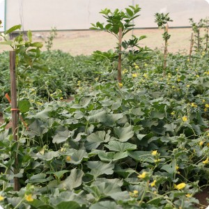 23 Growboxx plant cocoon in Ensenada Mexico with Lemon trees in combination with melon July 24 2018