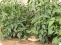 25 Growboxx plant cocoon in Ensenada Mexico with green pepper  chili jalapen  o   July 24 2018