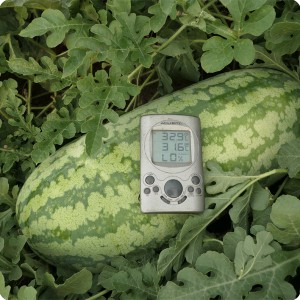 28 Growboxx plant cocoon in Ensenada Mexico with thermometer showing a temperature of 32.9 degrees Celsius July 24 2018