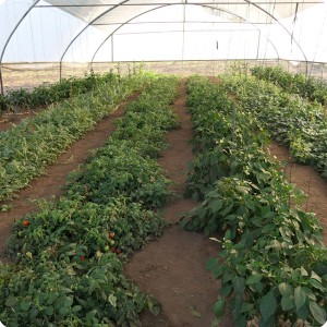 32 August 10   The vegetables in the Growboxx   in combination with lemon trees   grow extremely well