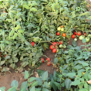 33 August 10   The tomato plant in the Growboxx plant cocoon has hundreds of fruits