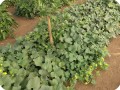 36 August 10   Tens of flowers will bare melons in a couple of months on the Growboxx plant cocoon