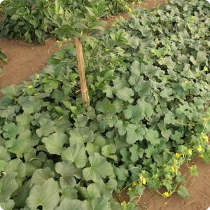 36 August 10   Tens of flowers will bare melons in a couple of months on the Growboxx plant cocoon