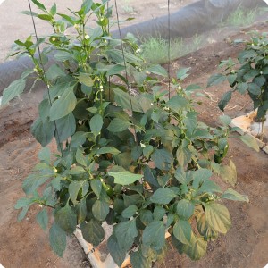 37 August 10   The Green Chili Peppers are producing well in the Growboxx plant cocoon