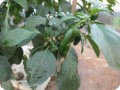 38 August 10   Detail of Green Chili pepper on Growboxx plant cocoon