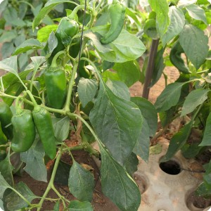 39 August 10   Green Chili pepper in Growboxx plant cocoon