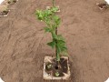 3 Growboxx plant cocoon planted in Ensendada Mexico planted with Lemon tree in combination with melon April 24 2018