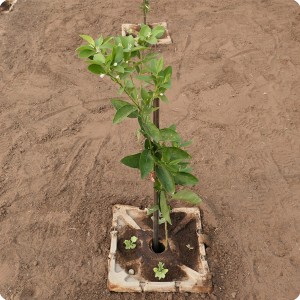 3 Growboxx plant cocoon planted in Ensendada Mexico planted with Lemon tree in combination with melon April 24 2018