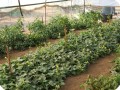 42 August 10   A combination of watermelons with lemon trees in the Growboxx plant cocoon