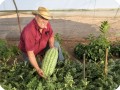 45 August 10   Mr. Jose Gpe Gastellum   technical Director of Groasis Mexico with a giant water melon grown together with a lemon tree