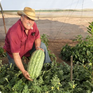 45 August 10   Mr. Jose Gpe Gastellum   technical Director of Groasis Mexico with a giant water melon grown together with a lemon tree