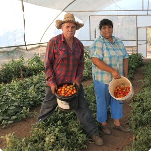46 August 10   The Podesta Family with their tomatoes harvest of this morning from the Growboxx plant cocoon in Ensenada Mexico