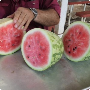 49 August 10   The first water melon ever produced on a Growboxx plant cocoon in combination with a lemon tree