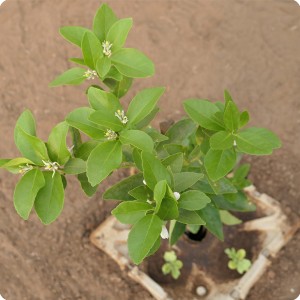 4 Growboxx plant cocoon in Ensenada Mexico with flowering lemon tree in combination with water melon April 24 2018