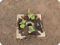 5 Growboxx plant cocoon in Ensenada Mexico with water melon April 24 2018