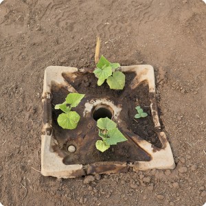 5 Growboxx plant cocoon in Ensenada Mexico with water melon April 24 2018