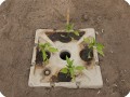 6 Growboxx plant cocoon in Ensenada Mexico planted with green pepper  chili jalapen  o  April 24 2018