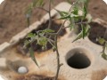 8 Growboxx plant cocoon in Ensenada Mexico planted with tomatoes April 24 2018