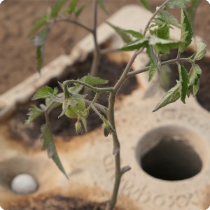 8 Growboxx plant cocoon in Ensenada Mexico planted with tomatoes April 24 2018