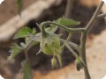 9 Growboxx plant cocoon in Ensenada Mexico planted with tomatoes April 24 2018