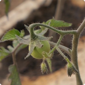 9 Growboxx plant cocoon in Ensenada Mexico planted with tomatoes April 24 2018