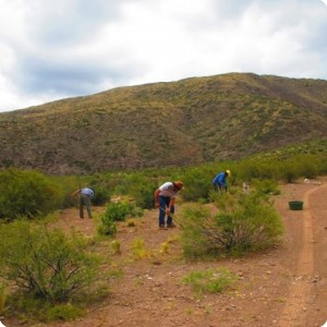 1. nov 2014 argentina mendoza el challao. semiarid to arid at 1300 musl 300 mm rainfall 1