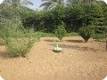 2. A Growsafe has been used for the plantation to stimulate the growth of the sapling