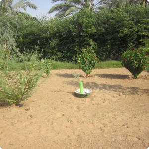 2. A Growsafe has been used for the plantation to stimulate the growth of the sapling