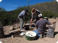 3. nov 2014 argentina mendoza el challao. trial planting 2 m populus almost all defoliated instead of prunning 2 1