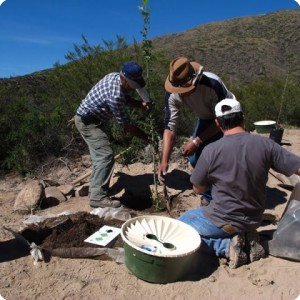 3. nov 2014 argentina mendoza el challao. trial planting 2 m populus almost all defoliated instead of prunning 2 1