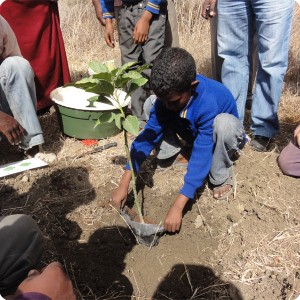 5 Then the students learn to plant without damaging the roots