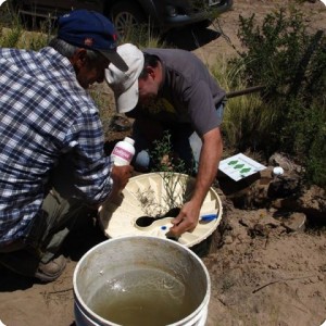 7. nov 2014 mendoza el challao. planting on heavy slopes cercidium praecox innoculating with azospirillum sp 1