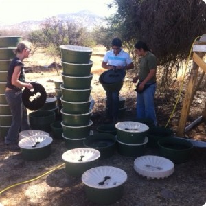 1 Planting a project for  Aguas Andinas in Fundo El Rutal  comuna de Til Til   Chili