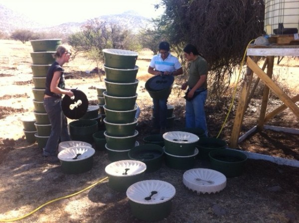 1 Planting a project for  Aguas Andinas in Fundo El Rutal  comuna de Til Til   Chili