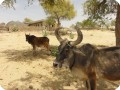 22 Beautiful caracteristic cows enjoy the shade of trees near Barmer in Rajasthan