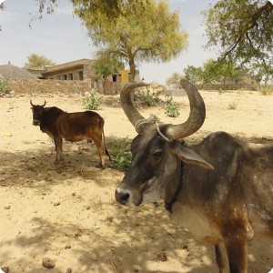22 Beautiful caracteristic cows enjoy the shade of trees near Barmer in Rajasthan