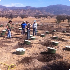 2 The planting is done in January 2012 in the middle of their Summer