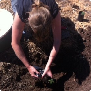 3 This is the size of the plants January 2012