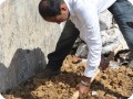 44 Mr Mishwa also prepares a planting place and plants a waterboxx