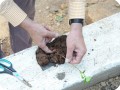 6 The roots are carefully taken out the soil