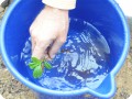 7 The roots are washed to be able to better check the presence of a radicle root