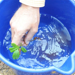 7 The roots are washed to be able to better check the presence of a radicle root