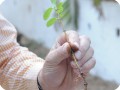 8 The radicle root is destroyed and regrows with a far thinner new root not capable to penetrate dry or rocky soil